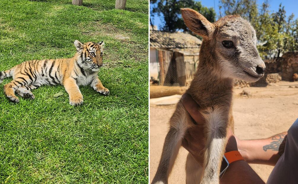 Zoológico Nicolás Bravo se prepara para recibir más visitantes en Semana Santa  | Facebook: Zoológico Tulancingo