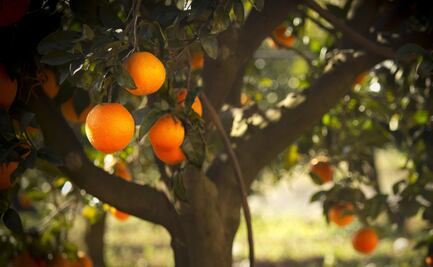 Baja producción de naranja generó cierre parcial de juguera