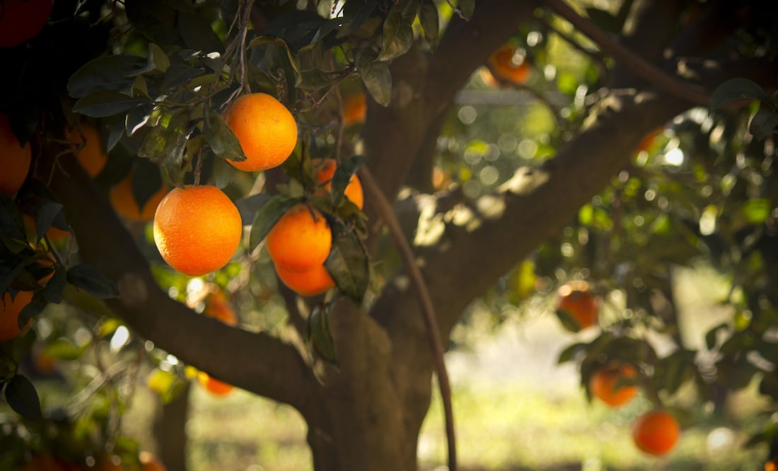 125 pesos cuesta un ciento de naranjas en la región Huasteca | Imagen ilustrativa