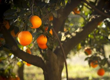 Baja producción de naranja generó cierre parcial de juguera