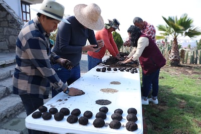 Avanza estrategia de reforestación en zonas de difícil acceso