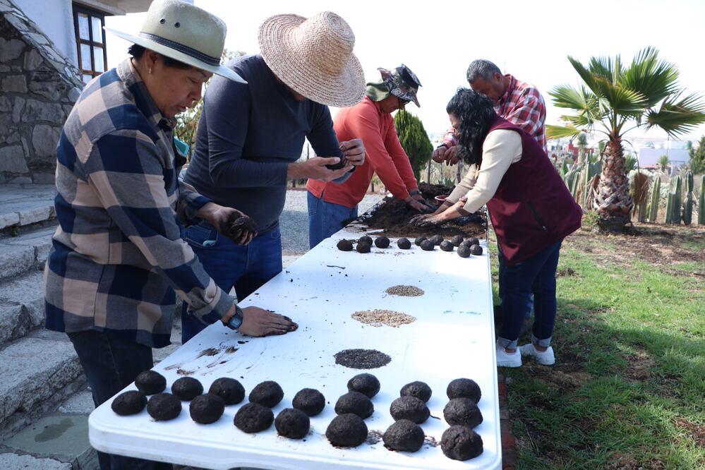 La Semarnath, en coordinación con diversos sectores, han elaborado 112 mil esferas con semillas de especies nativas
Foto: Gobierno Hidalgo