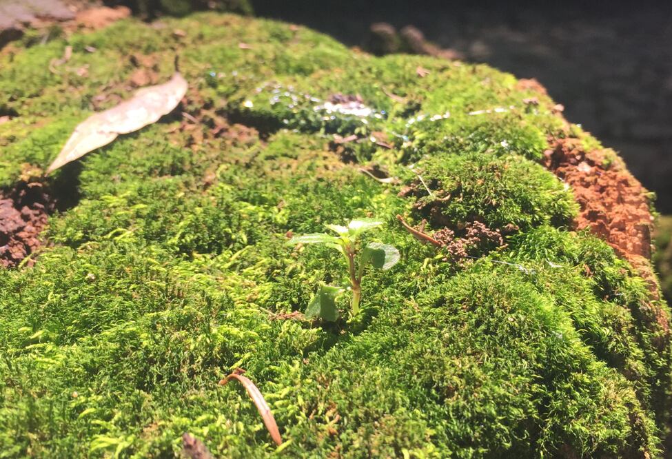 Musgo  I Foto: Especial