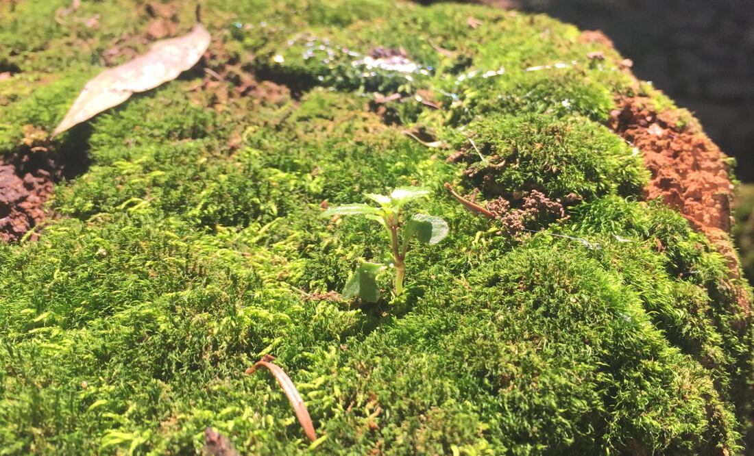 Musgo  I Foto: Especial