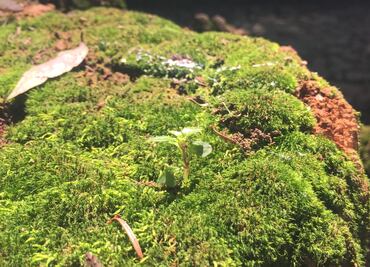 Navidad 2024: Investigadores llaman a no comprar musgo