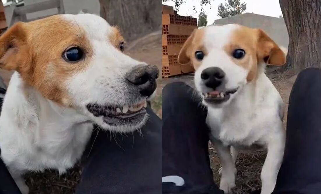 El "perrito malvado” ganó millones de fans junto a su dueño Rosendo Morante | TikTok: @panchoperritomalvado777