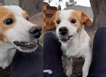 Muere el perro "Malvado" que conquistó TikTok