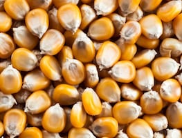 Se quejan productores de maíz que sus precios son bajos