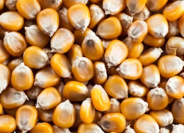 Se quejan productores de maíz que sus precios son bajos