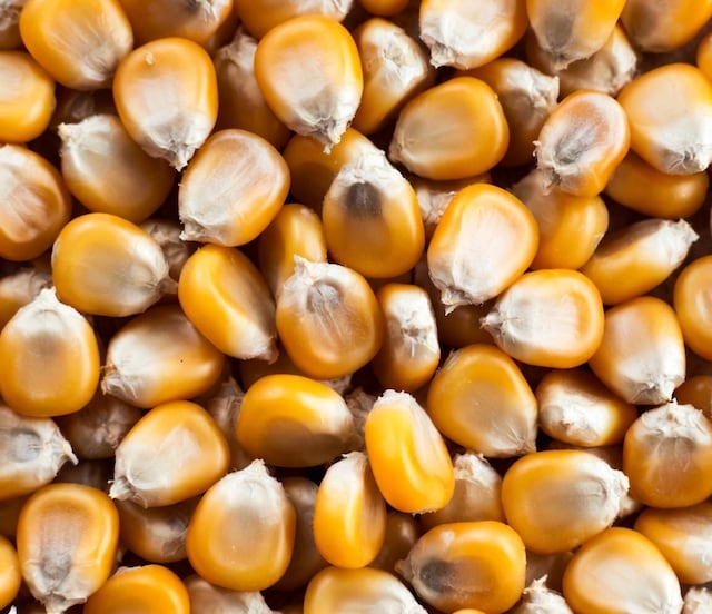 Se quejan productores de maíz que sus precios son bajos