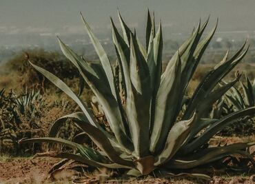 Colocarán 10 mil magueyes en vivero de Ixmiquilpan