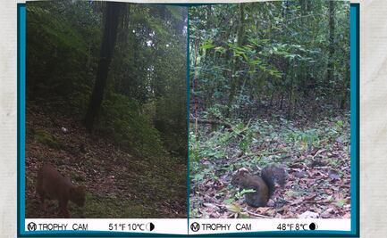 Monitoreo biológico revela la riqueza de la biodiversidad en la región Otomí-Tepehua