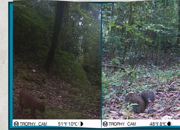 Monitoreo biológico revela la riqueza de la biodiversidad en la región Otomí-Tepehua