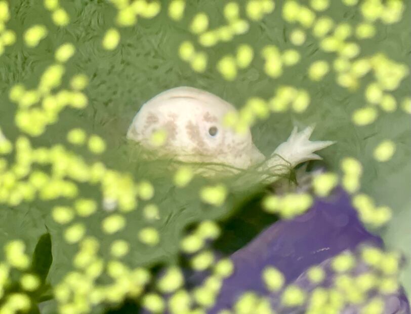 Este 1 de febrero se festeja a nivel nacional el Día  del Ajolote Mexicano, un anfibio que por sus características se ha vuelto emblema de la fauna y protección al ambiente.