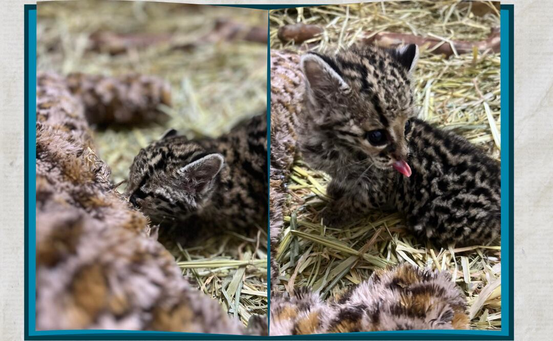 Facebook: Unidad de Rehabilitación de Fauna Silvestre Pachuca