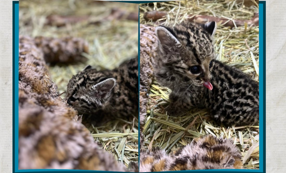 Facebook: Unidad de Rehabilitación de Fauna Silvestre Pachuca