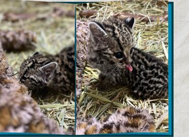 Xalt, el tigrillo rescatado en Hidalgo, avanza en su proceso de rehabilitación