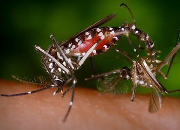 Suman 937 casos sospechosos de dengue; 343 confirmados en Hidalgo
