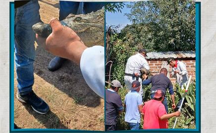 Capturan cocodrilo de 1.5 metros en Santiago Tulantepec