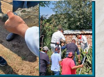 Capturan cocodrilo de 1.5 metros en Santiago Tulantepec
