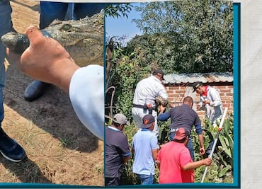 Capturan cocodrilo de 1.5 metros en Santiago Tulantepec