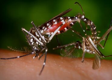 Se disparan casos de dengue durante temporada de lluvias en Hidalgo