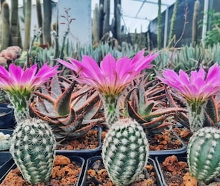 Transformarán la Plaza de la Independencia de Pachuca en un santuario verde