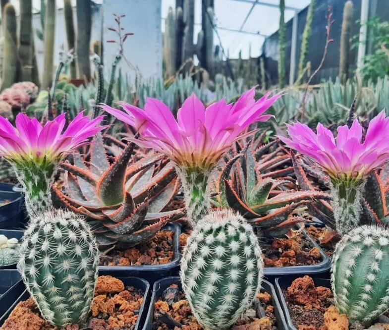 Facebook: Festival Hidalgo Verde