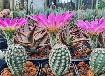 Transformarán la Plaza de la Independencia de Pachuca en un santuario verde