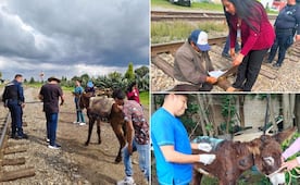 Resguardan a burrito tras denuncia por presunto maltrato animal en Emiliano Zapata