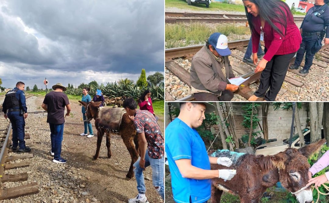 El burrito recibió atención veterinaria de emergencia y fue trasladado a un santuario mientras continúan las investigaciones I Foto: Especial