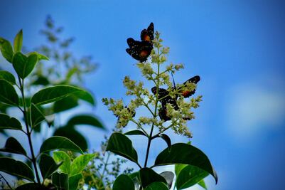 Inusual afluencia de mariposas en Pachuca y municipios aledaños