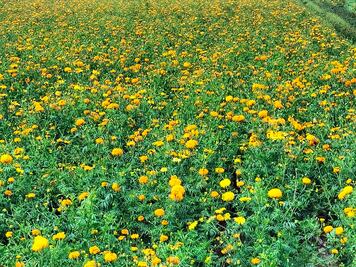 Rancho Los Álamos recibe el premio por su contribución a la protección de polinizadores en Hidalgo