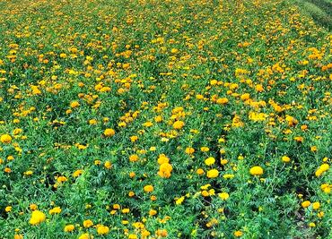 Rancho Los Álamos recibe el premio por su contribución a la protección de polinizadores en Hidalgo