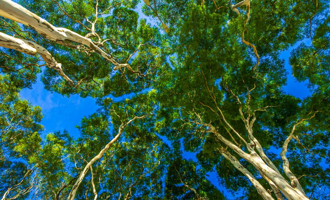 La Agenda Común comprende 40 compromisos que incluye la creación y el fortalecimiento de pulmones verdes en áreas urbanas a través del programa Reforestar para Transformar y de otro programa de rescate de espacios públicos que fomente la creación de jardines polinizadores I Foto: Ilustrativa