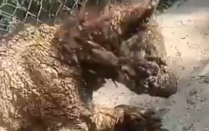 Profepa traslada a osa “Mina” a Hidalgo para recibir rehabilitación; investiga posible negligencia del Zoo “La Pastora”