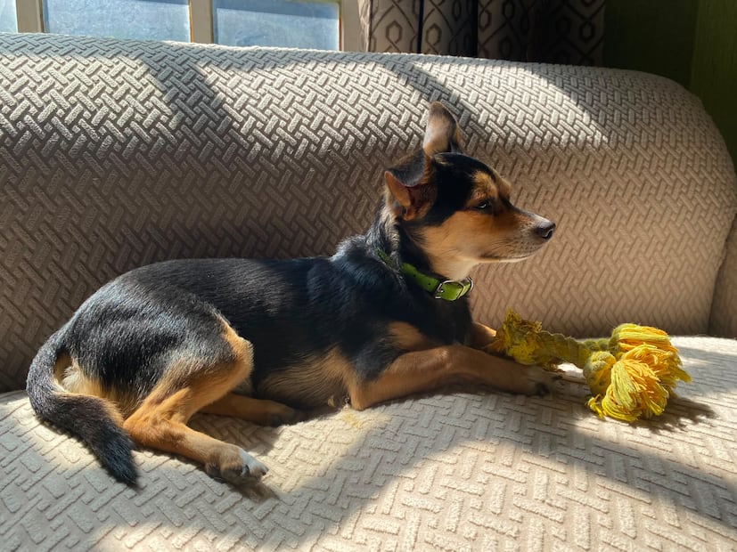 Hidalgo alcanza 57.7% de su meta de esterilización | Foto: Cinthya Carbajal
