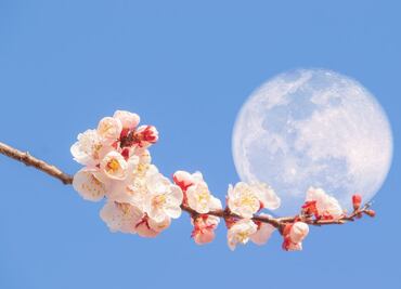 Luna de Flores 2024: ¿Cuándo será el evento astronómico de mayo?