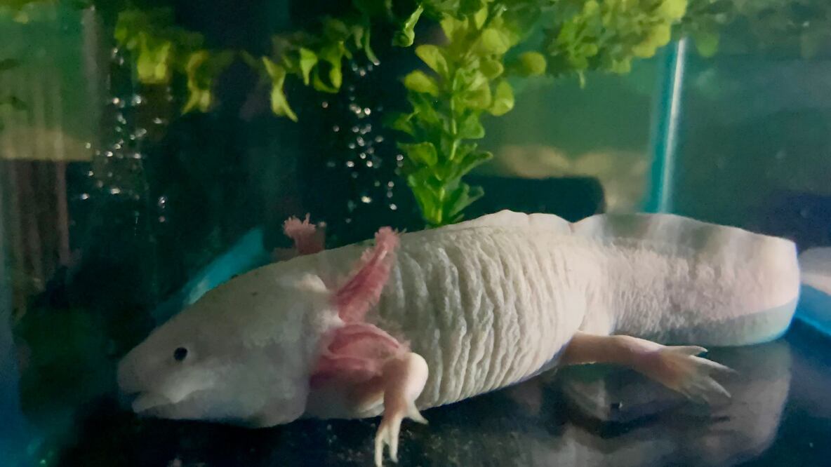 Este 1 de febrero se festeja a nivel nacional el Día  del Ajolote Mexicano, un anfibio que por sus características se ha vuelto emblema de la fauna y protección al ambiente.