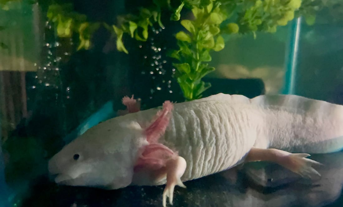 Este 1 de febrero se festeja a nivel nacional el Día del Ajolote Mexicano, un anfibio que por sus características se ha vuelto emblema de la fauna y protección al ambiente.