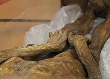 UAEH impulsa investigación multidisciplinaria para conservar momia histórica de Tepeji del Río