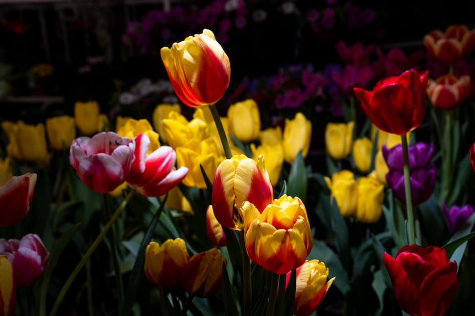 Flores son uno de los principales regalos en el día del amor y la amistad I Foto: @Agricultura_mex