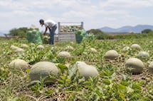 Productores de Ixmiquilpan apuestan por melón y sandía, pero enfrentan falta de mercado