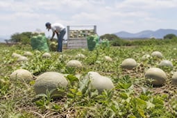 Productores de Ixmiquilpan apuestan por melón y sandía, pero enfrentan falta de mercado