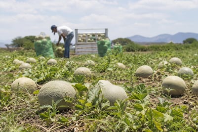 Productores de Ixmiquilpan apuestan por melón y sandía, pero enfrentan falta de mercado