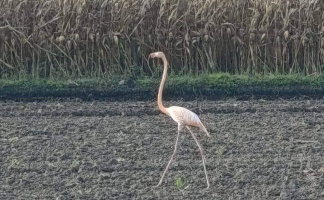Foto tomada de redes sociales