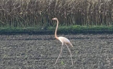 Flamenco errante sorprende a comunidades de Hidalgo; el inesperado visitante rosado