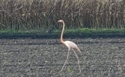Flamenco errante sorprende a comunidades de Hidalgo; el inesperado visitante rosado