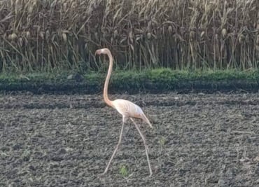 Flamenco errante sorprende a comunidades de Hidalgo; el inesperado visitante rosado