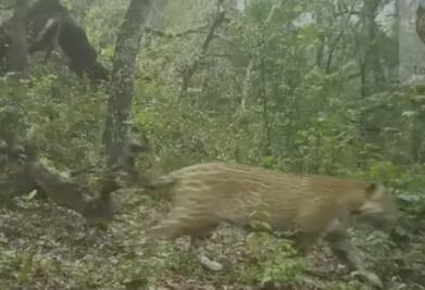 Video: Captan a jaguar en el parque nacional Los Mármoles